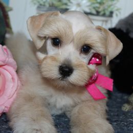 Shimmer - Wheaten female Miniature Schnauzer puppy in Gary, Texas from Beards Little Schnauzers