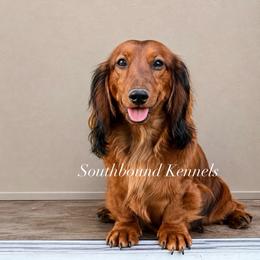 Verse - Dachshund