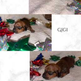 Gigi - Sable female Dachshund puppy in Saint Paul, Minnesota from Vibrant Eyes Doxies