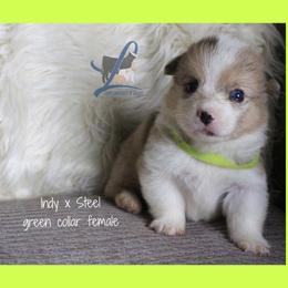 Green collar - Blue female Pembroke Welsh Corgi puppy in Wayne City, Illinois from Lash Livestock & Corgis