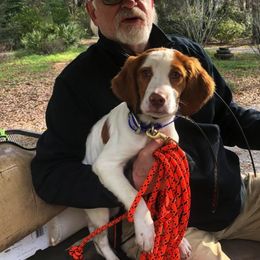 Brittanys from Battery Creek Kennel