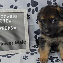 Sunflower - Black and tan male German Shepherd puppy in Tony, Wisconsin from Muddy Acres German Shepherds