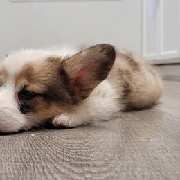 American Corgi and Pembroke Welsh Corgi Puppies from Koko's Kennels