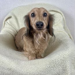 Hudson - Dachshund