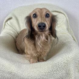 Hudson - Dachshund