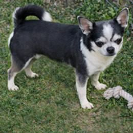 Belle - Blue and white female Chihuahua puppy in De Quincy, Louisiana from Guys Cajun Paws