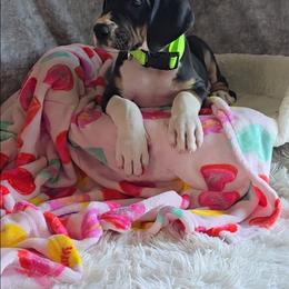 Dr. Finklestein - Mantle male Great Dane puppy in Caldwell, Idaho from Miner's Dynamic Danes