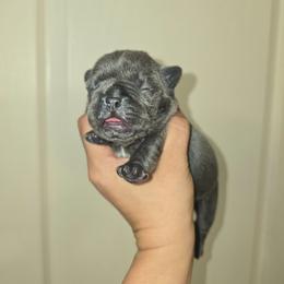 Jade - Blue female French Bulldog puppy in Avondale, Arizona from Montes House of  Frenchies