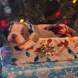 Alvin - Lilac male Boston Terrier puppy in Lexington, Indiana from NanzBostz