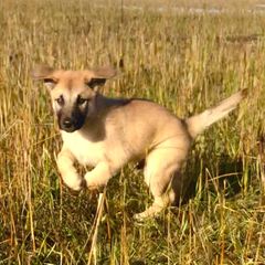 Chinook Puppies from Desert Sol Chinooks