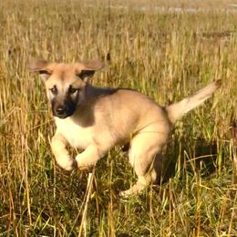 Chinook Puppies from Desert Sol Chinooks