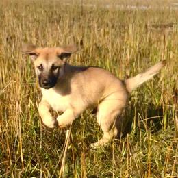 Chinook Puppies from Desert Sol Chinooks