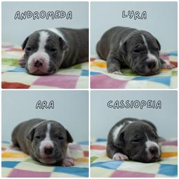 Female 2 - Blue female American Bully puppy in Cecil County, Maryland from Nitro’s Bullies