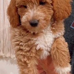 Bernedoodles and Goldendoodles from Perfect Paws