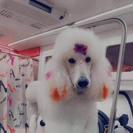 Poodle All Grown Up from Courtney Moehl's Poodles
