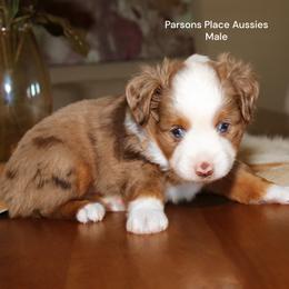 Boy 4 - Red merle male Toy Australian Shepherd puppy in Chandler, Oklahoma from Parsons Place Aussies