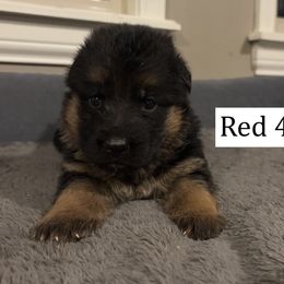 Red - Black and red male German Shepherd puppy in Killen, Alabama from Banffy Haus German Shepherds