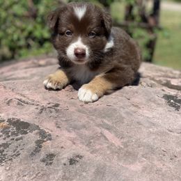 Australian Shepherd Puppies from 3 Crosses Kennels