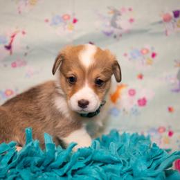 Blue - Sable male Pembroke Welsh Corgi puppy in Dobson, North Carolina from Clover S Farm