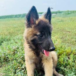 Dill - Mahogany and black male Belgian Tervuren puppy in Hastings, Minnesota from Century Hills Farm