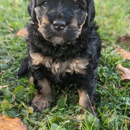 Bernedoodle Puppies from Mountain Top Bernedoodles