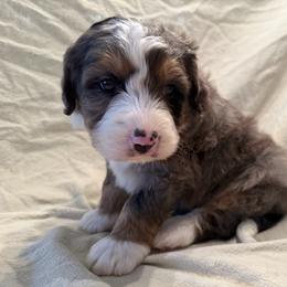 Slate - Blue merle male Bernedoodle puppy in Ashland, Kentucky from Still Waters Farm
