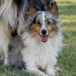 Shetland Sheepdog puppies from Willow&Wren Shetland Sheepdogs
