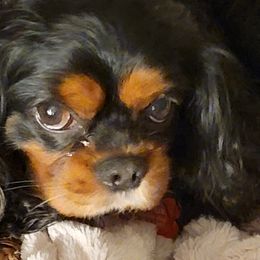 SEAMUS - Cavalier King Charles Spaniel
