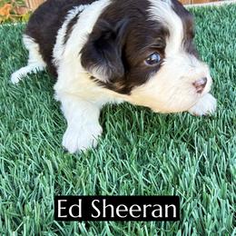 Ed Sheeran - Black and white male Aussiedoodle puppy in Bakersfield, California from Annie's Aussies