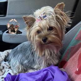 Charm - Yorkshire Terrier
