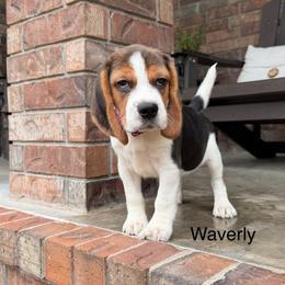 Waverley - Black white and tan female Beagle puppy in Mansfield, Missouri from Rippee Creek Kennel