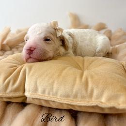 Bird - Parti female Goldendoodle puppy in from Pink Poodles and Doodles
