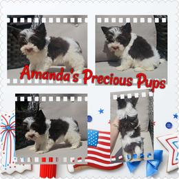 Oaklyn(PET ONLY) - Liver female Yorkshire Terrier puppy in Wartburg, Tennessee from Amanda's Precious Pups