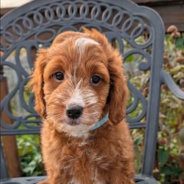 Bubbles - Red  male Goldendoodle puppy in Grosse Ile Township, Michigan from Mini Island Doodles