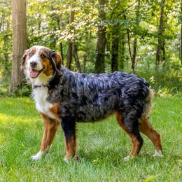 Shelby - Assorted Doodle Crosses