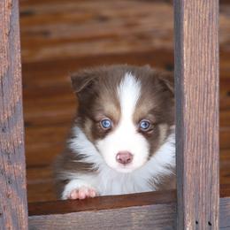 Border Collie, English Setter, and Miniature American Shepherd Puppies from First Harmony Farms