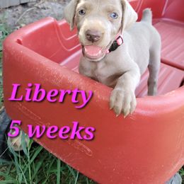 Pink Collar Girl - Liberty - Weimaraner puppy from Desert Rose Weimaraners