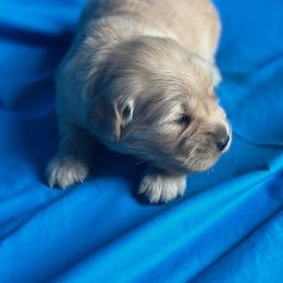 Golden Retriever Puppies from Chevaline Goldens