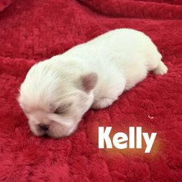 Girl 2 - female Pekingese puppy in Mabank, Texas from Peke Lovers of Texas