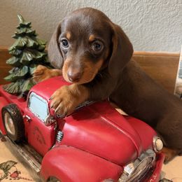 Rudy - Chocolate male Dachshund puppy in Keota, Oklahoma from Skyview Doxie Ranch
