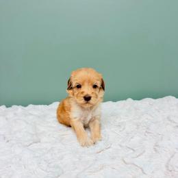 Genevieve - female Labradoodle puppy in Springfield, Ohio from Dawson & Daryn's Royal Companions