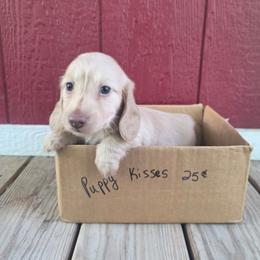 Peg - Cream female Dachshund puppy in Grant, Michigan from Low Down Dashchuand