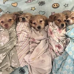 Dachshunds from South Doxies Ms