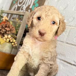 Penelope - Cream female Goldendoodle puppy in Arlington, Texas from Chambers Doodle Patch