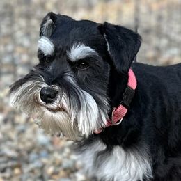 Miniature Schnauzers from Beards N Bows Mini Schnauzers