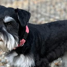 Miniature Schnauzers from Beards N Bows Mini Schnauzers