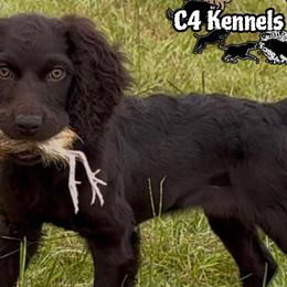 Boykin Spaniels and Catahoula Leopard Dogs from C4 Kennels of FL & AL