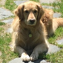 Golden Retrievers from Frost Woods Goldens