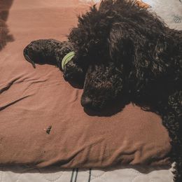 Poodle Puppies from Huckleberry Standard Poodles