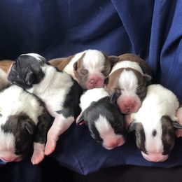 Boston Terrier and French Bulldog Puppies from Findley’s Furbabies